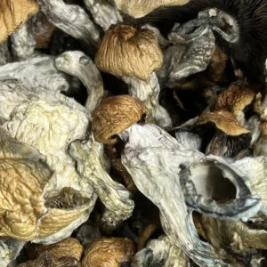 Buy Psychedelic Mushrooms Online